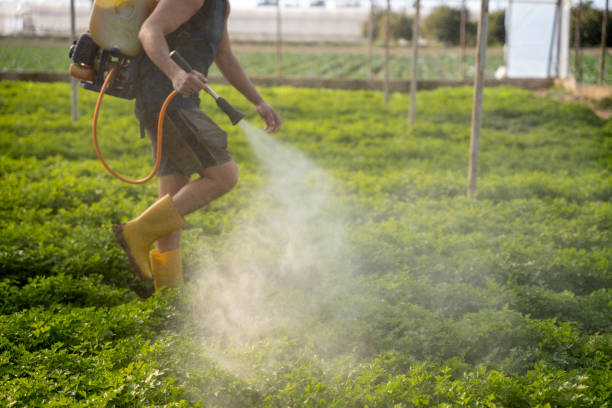 Best Ant Control Services  in Dover, NH