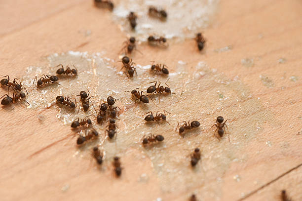 Professional Pest Control in Dover, NH