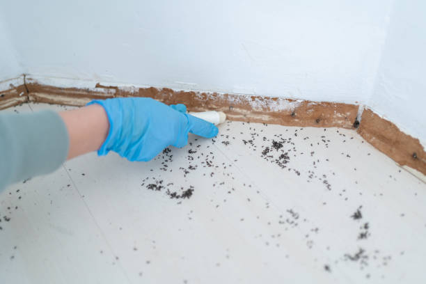 Best Flea Control Services  in Dover, NH